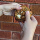 Cranberries white chocolate cookies box